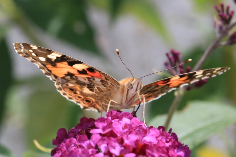 Insekten
