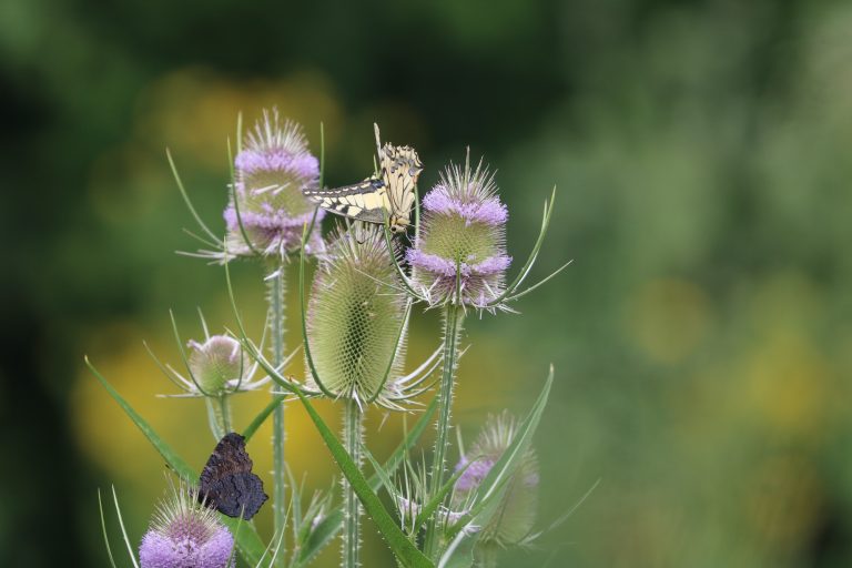 Insekten im naturnahen Garten